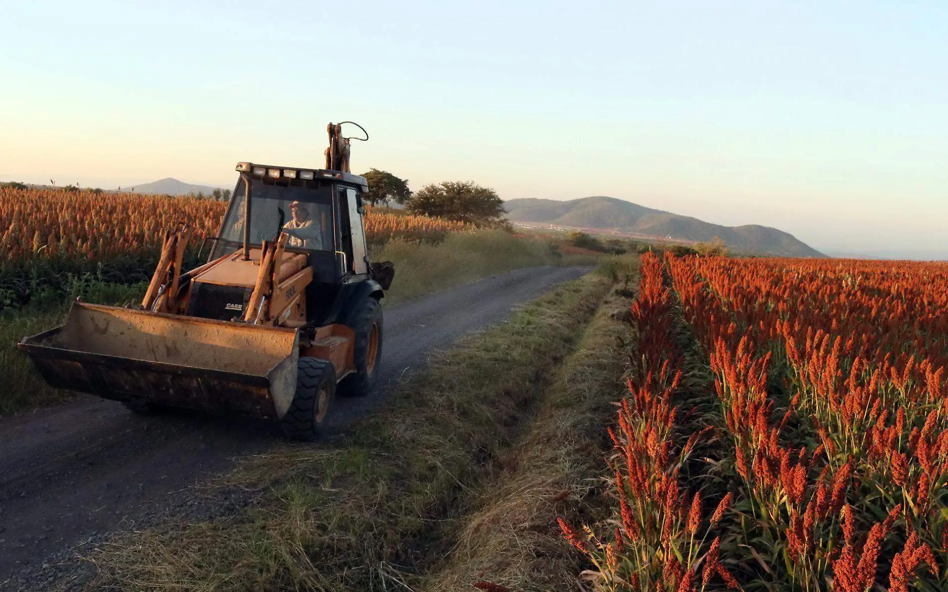 782836_Yecapixtla Plantíos Sorgo 2_web